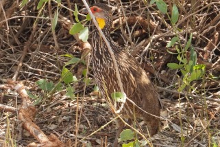 Francolinus leucoscepus - Gelbkehlfrankolin